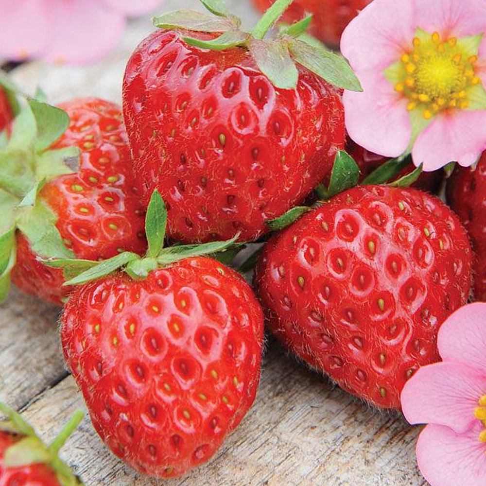 Strawberry Marshmello (Bare Root, 5-25 Plants)