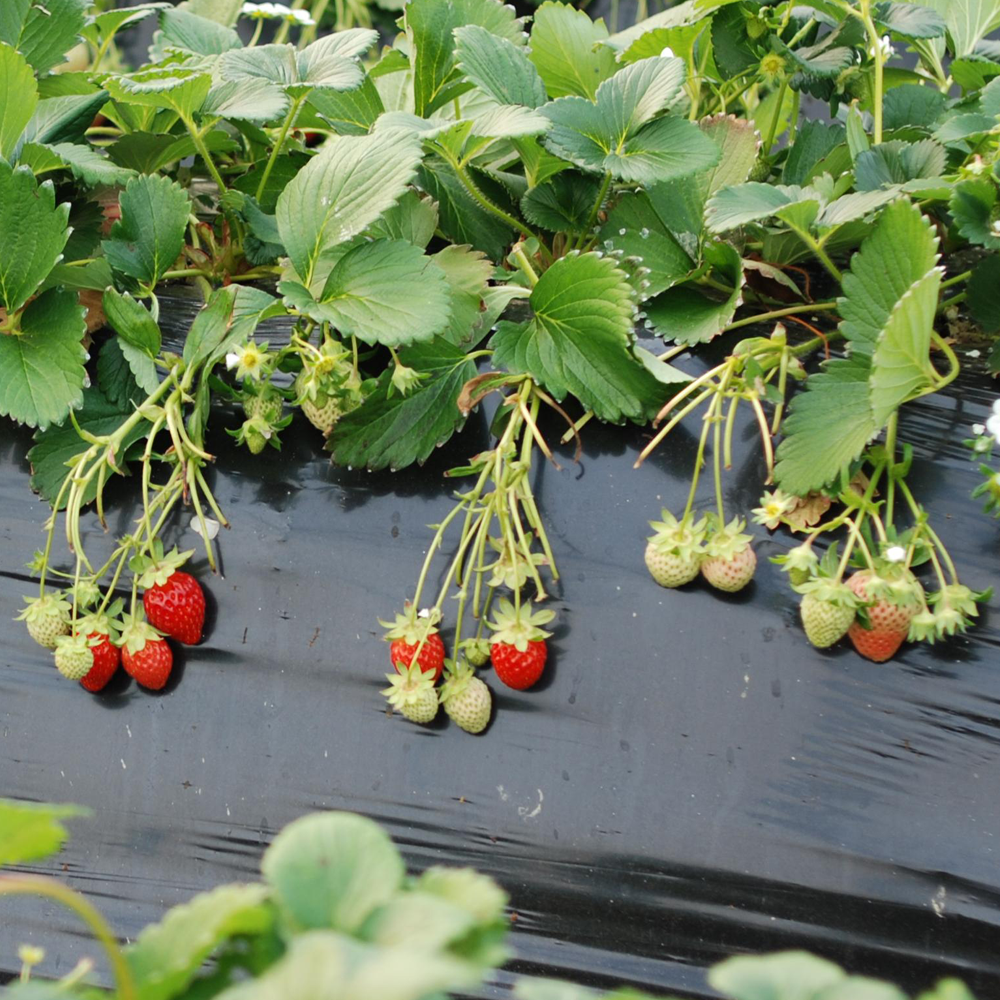 Strawberry Marshmello (Bare Root, 5-25 Plants)