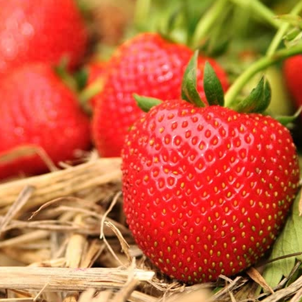 Strawberry Marshmello (Bare Root, 5-25 Plants)