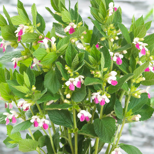 Melittis Royal Velvet Distinction