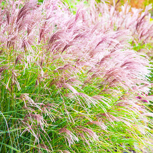 Miscanthus Ferner Osten