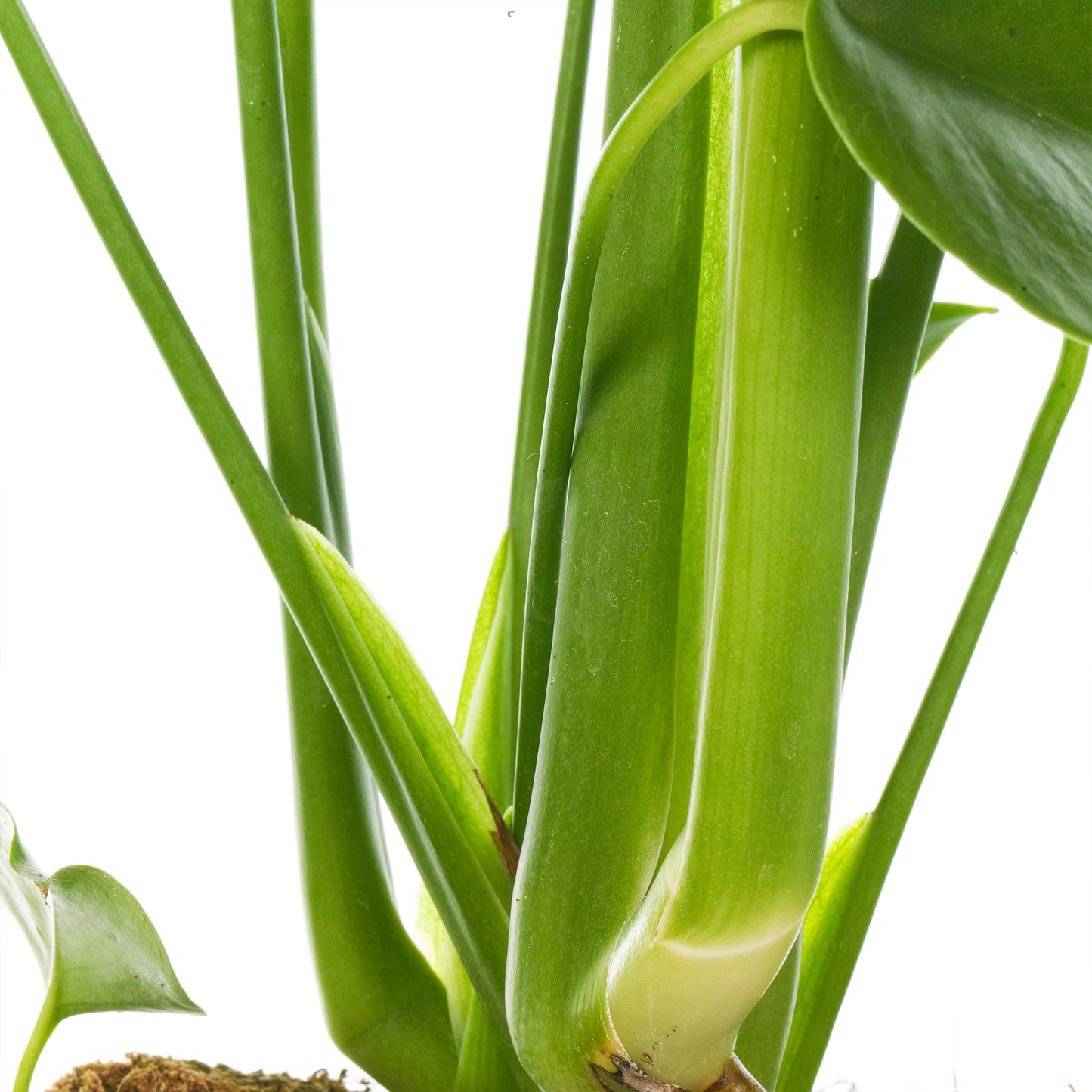 Monstera Deliciosa (14cm) V4