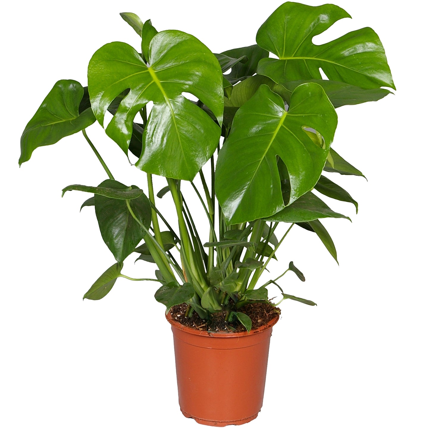 Monstera Deliciosa (14cm) V4