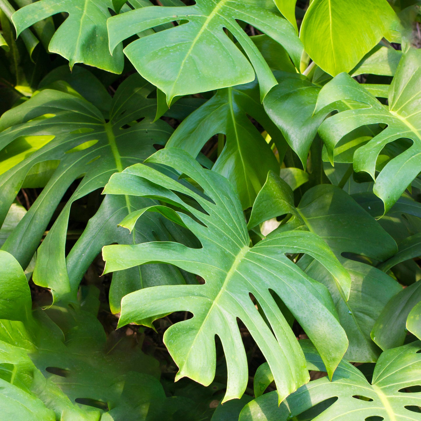 Monstera Deliciosa (14cm) V4