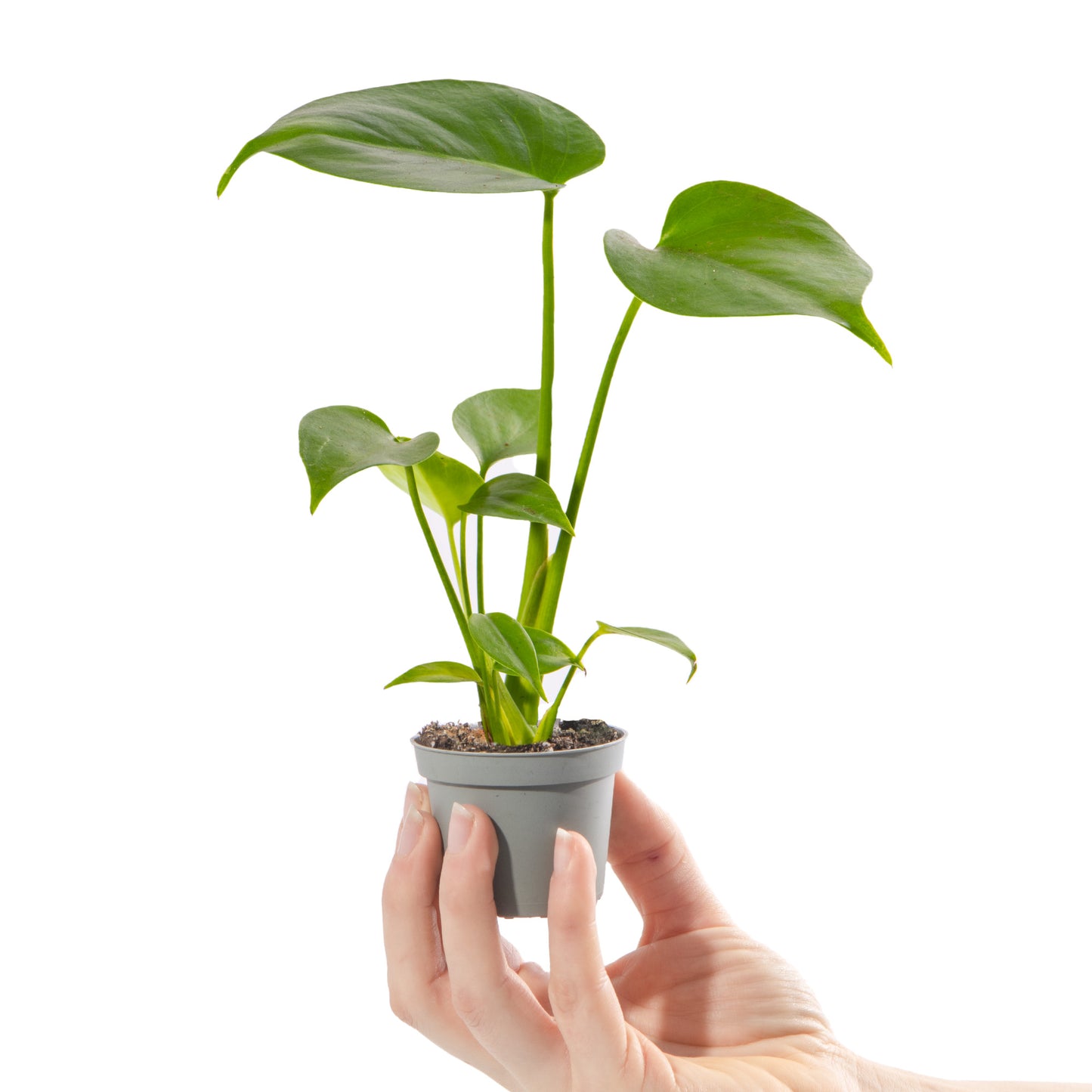 Baby Plants - Monstera Deliciosa