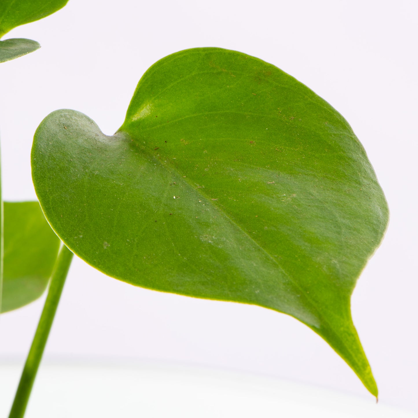 Baby Plants - Monstera Deliciosa