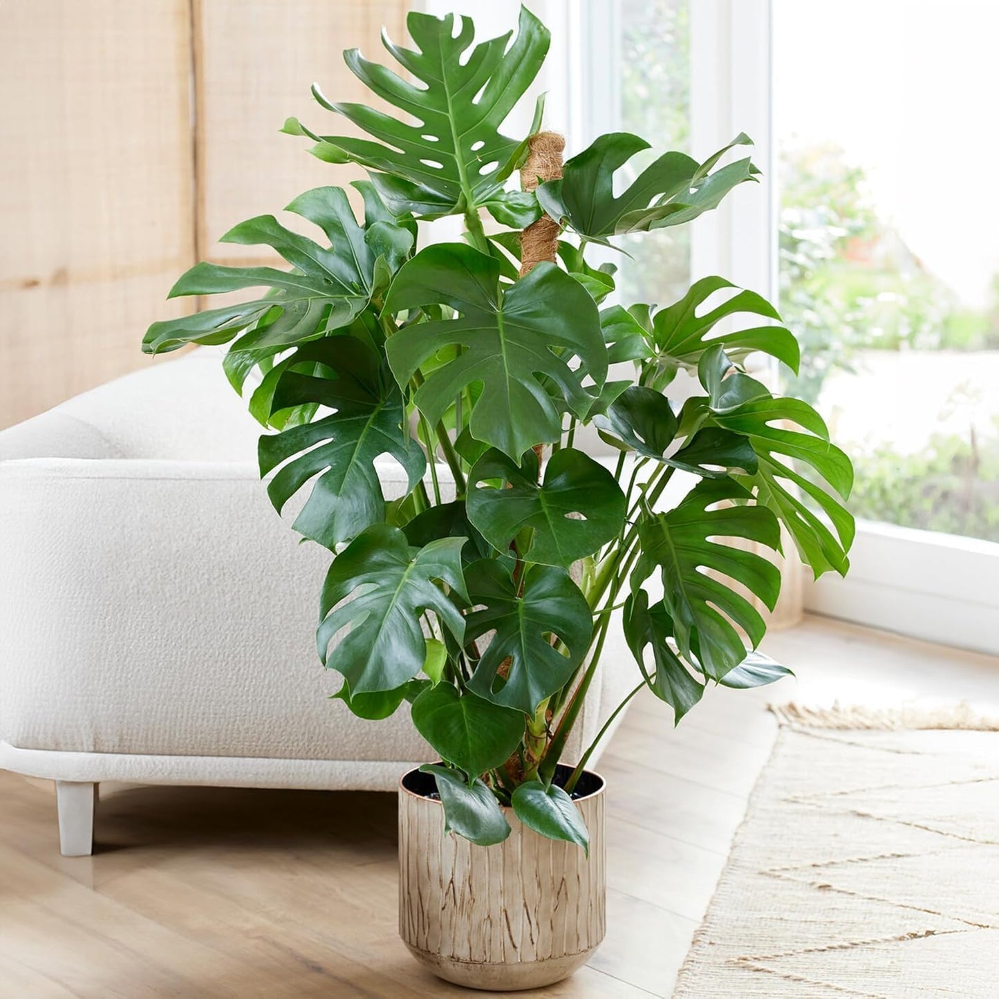 Monstera Deliciosa