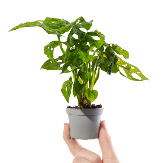 Baby Plants - Monstera Obliqua