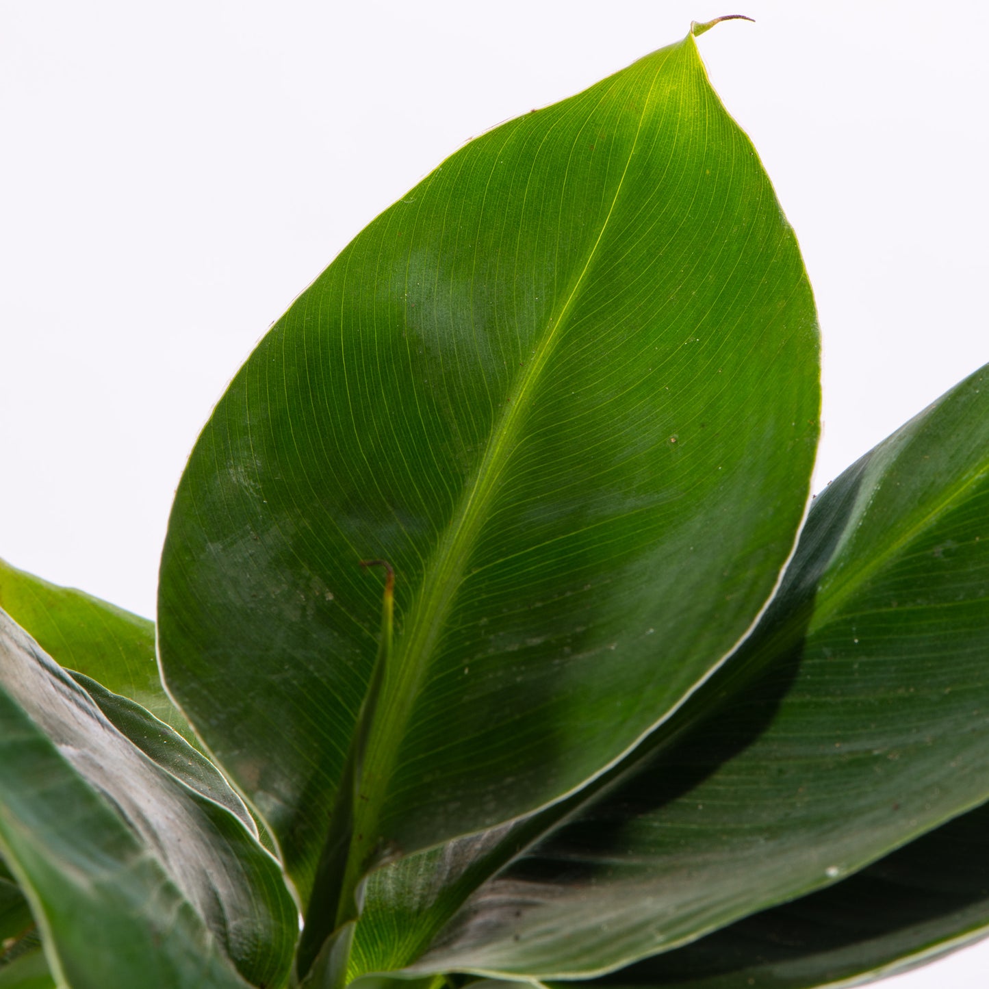 Baby Plants - Musa Acuminata