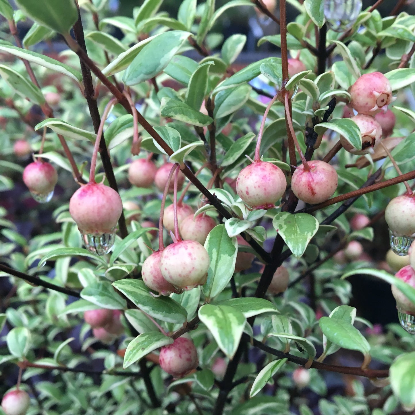 Myrtus Flambeau Myrtle