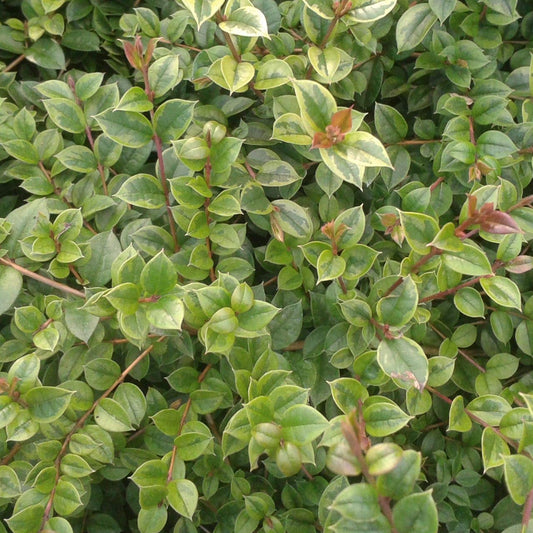 Myrtus Rainbows Gold