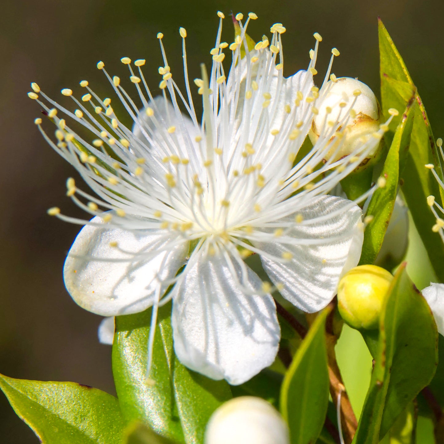 Myrtus Communis