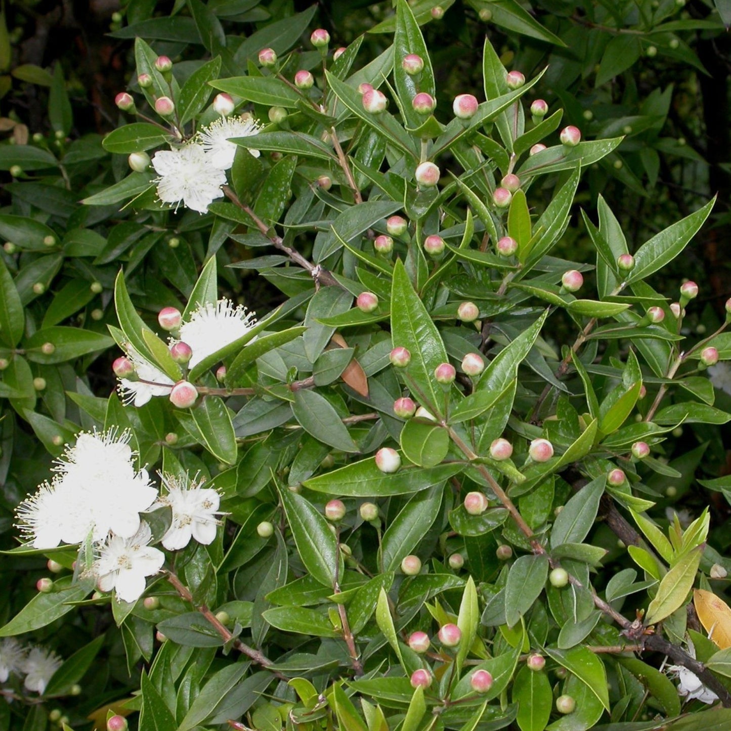 Myrtus Communis