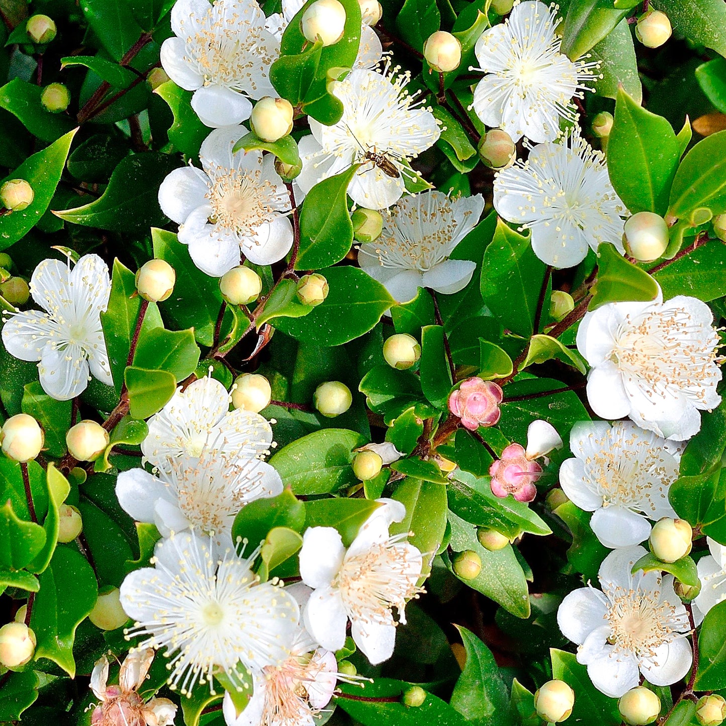 Myrtus Communis