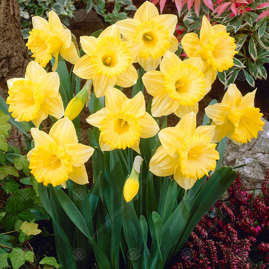 Daffodil Bestseller -MASTER-