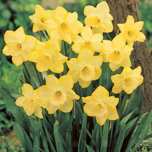Daffodil Binkie -MASTER-