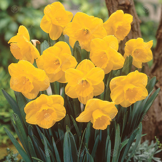 Daffodil Camelot -MASTER-