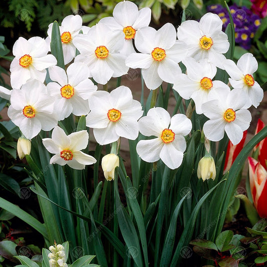 Daffodil Actaea -MASTER-