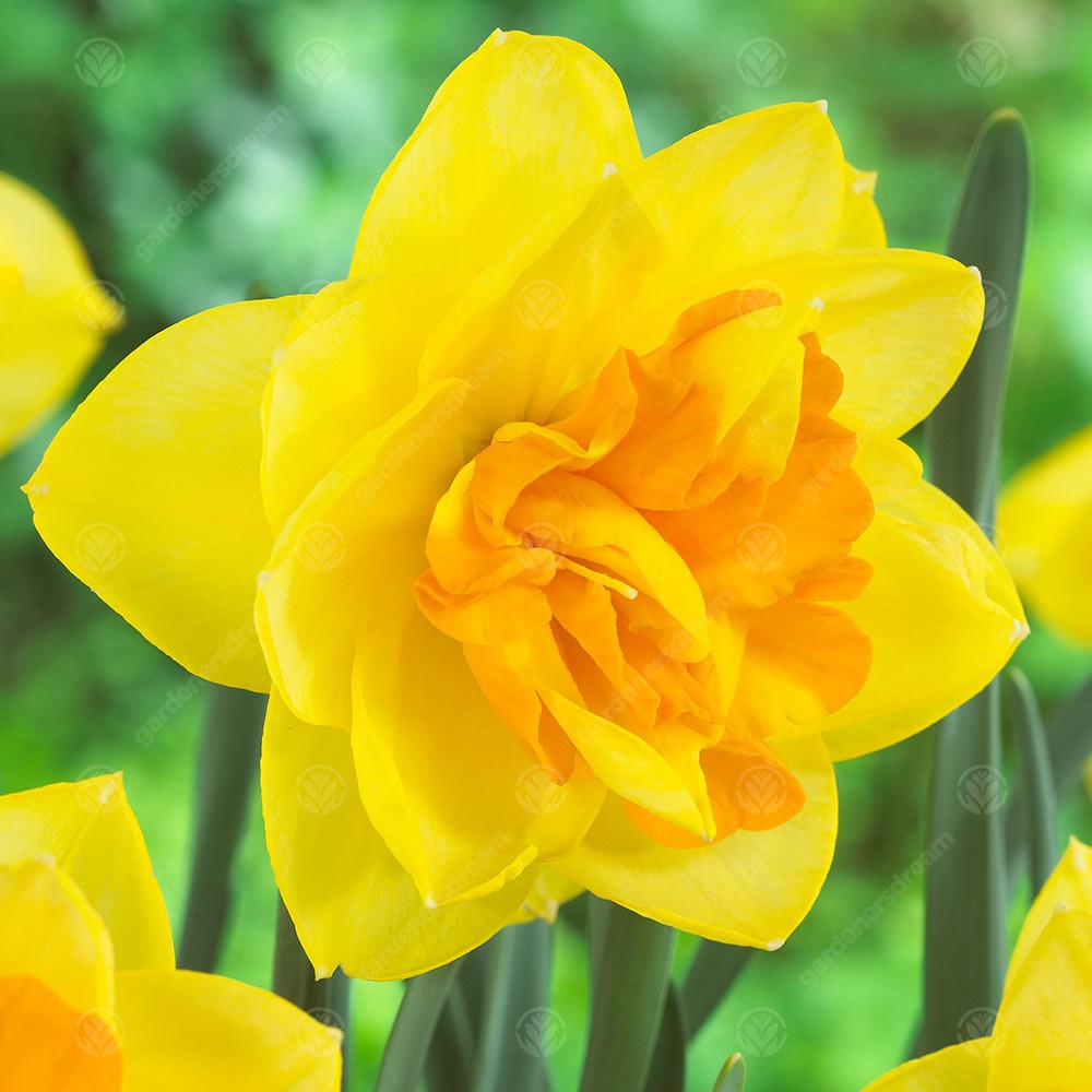 Daffodil Apotheose -MASTER-