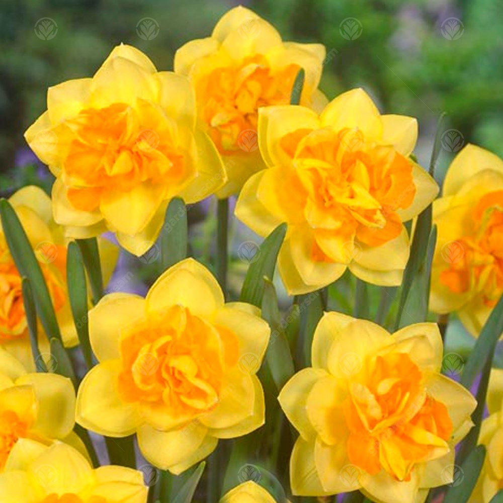 Daffodil Apotheose -MASTER-