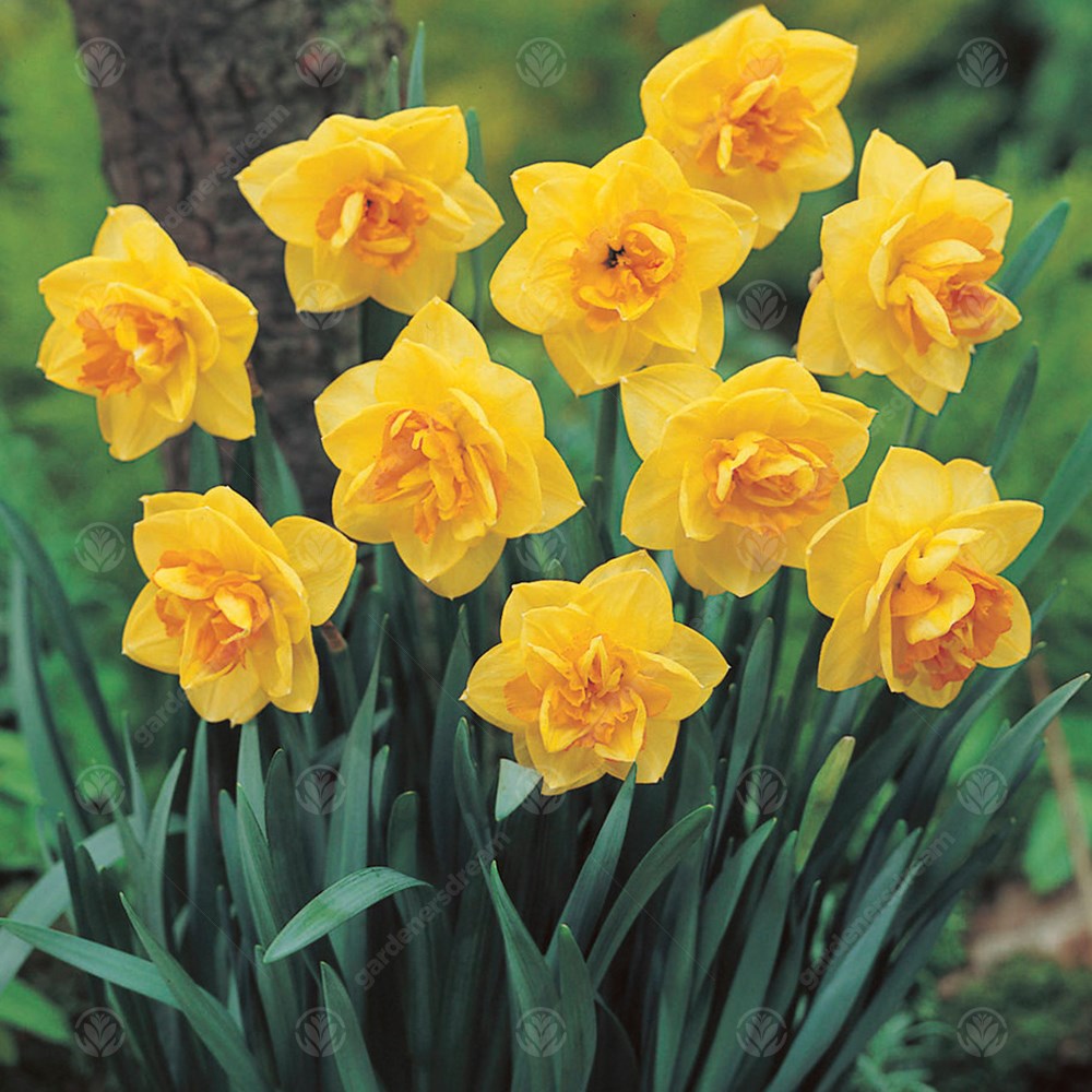 Daffodil Apotheose -MASTER-