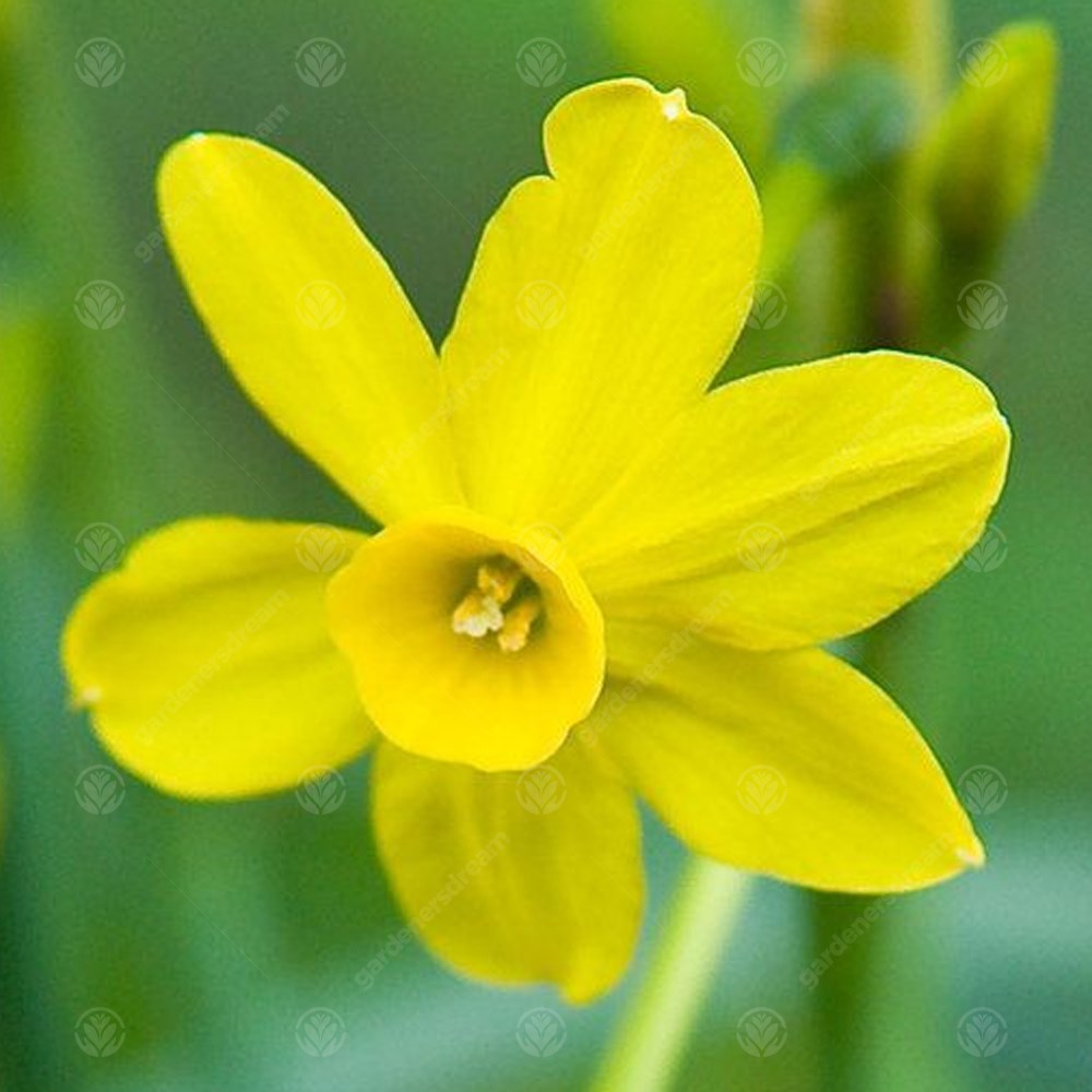 Narcissus Baby Moon -MASTER-