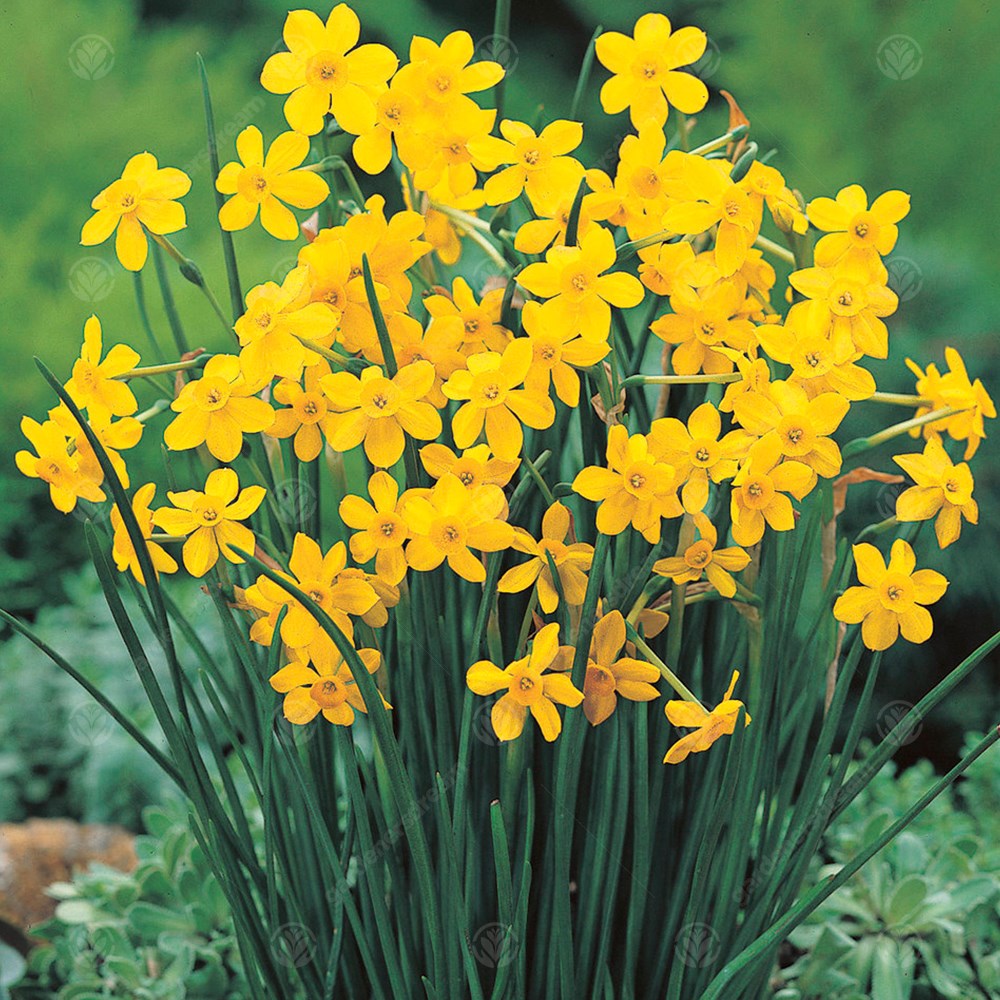 Narcissus Baby Moon -MASTER-