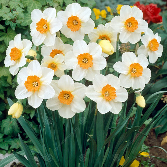 Daffodil Barrett Browning -MASTER-