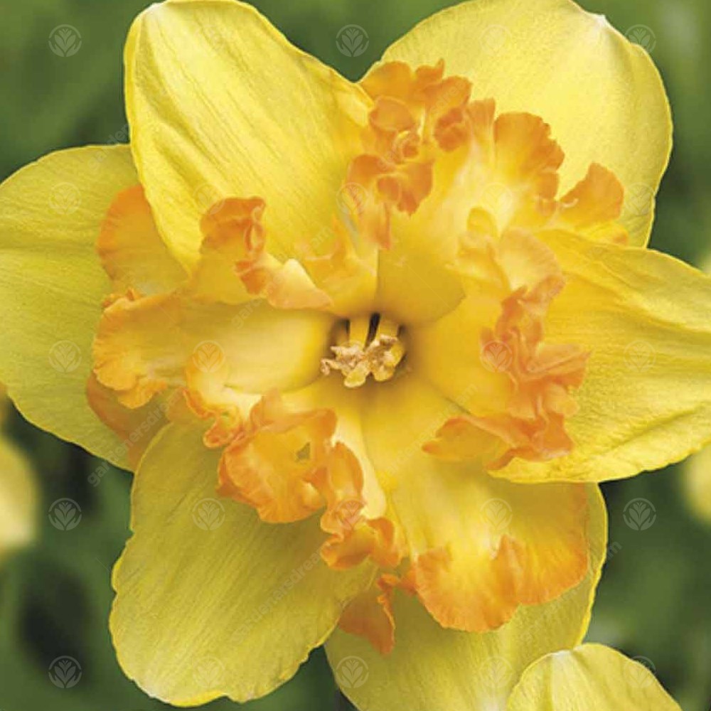 Daffodil Blazing Starlet -MASTER-