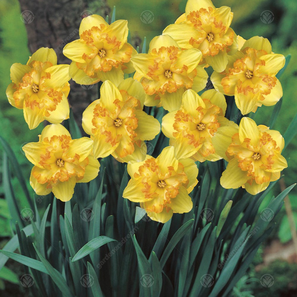 Daffodil Blazing Starlet -MASTER-