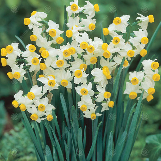 Narcissus Canaliculatus -MASTER-