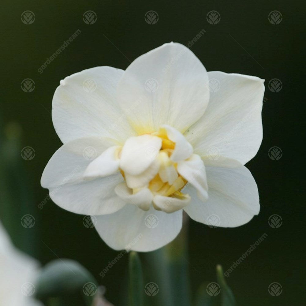 Daffodil Cheerfulness White -MASTER-