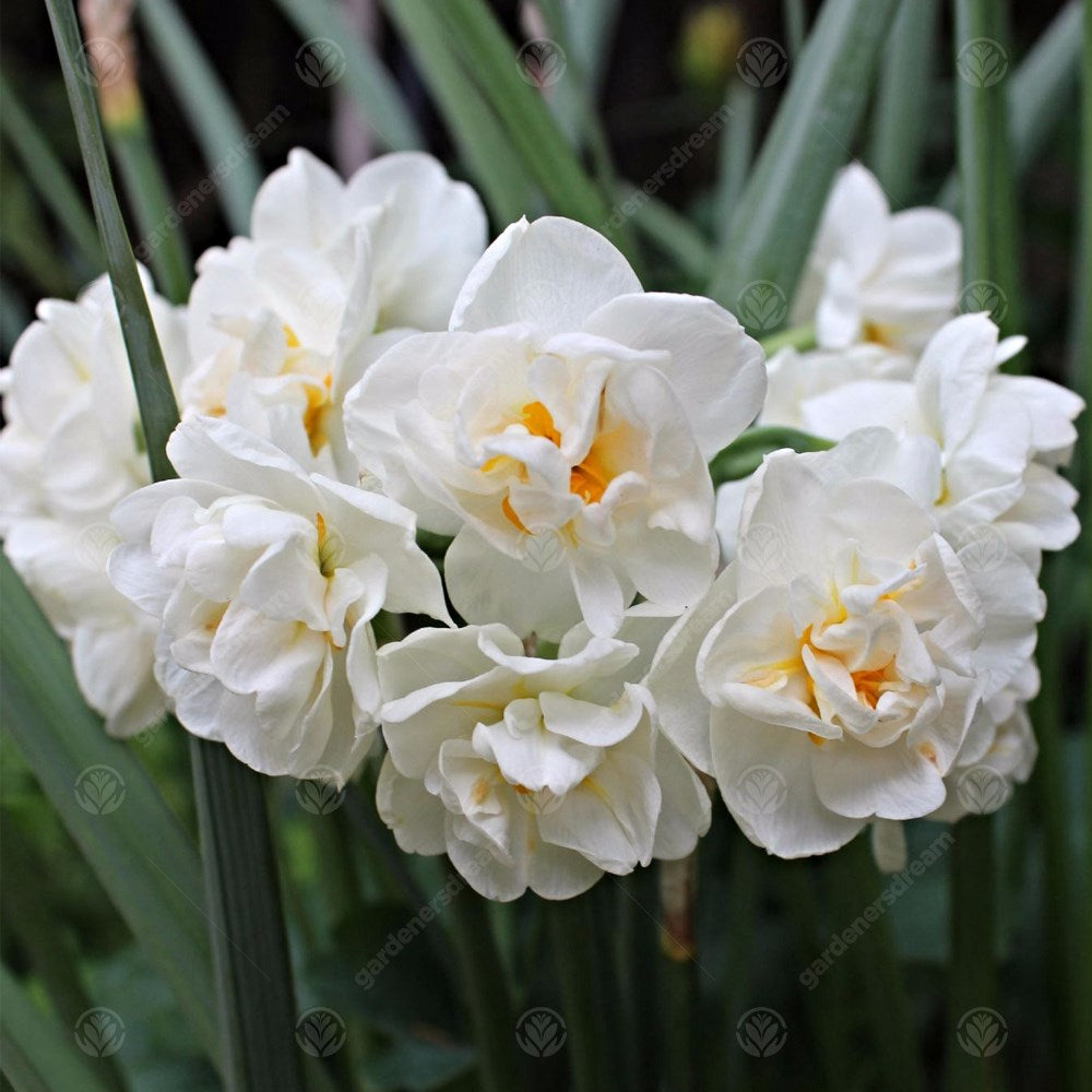 Daffodil Cheerfulness White -MASTER-