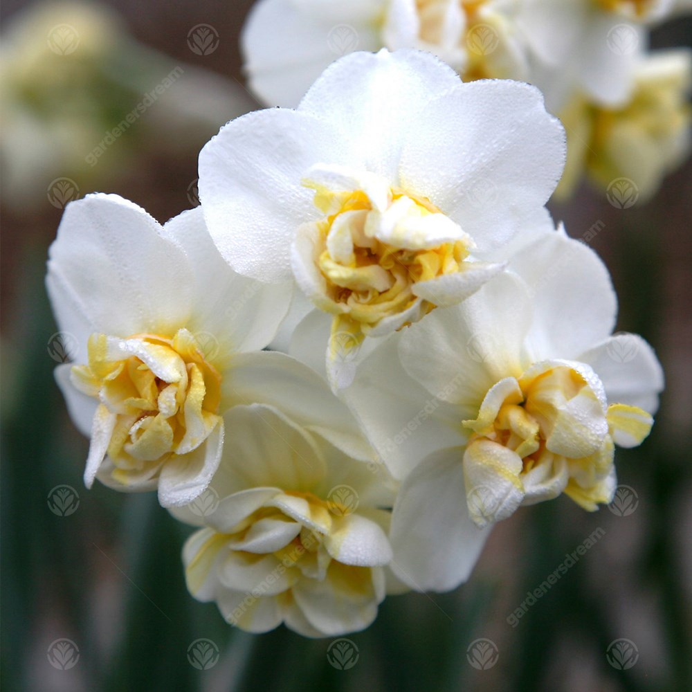 Daffodil Cheerfulness White -MASTER-