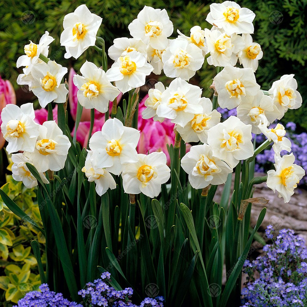 Daffodil Cheerfulness White -MASTER-