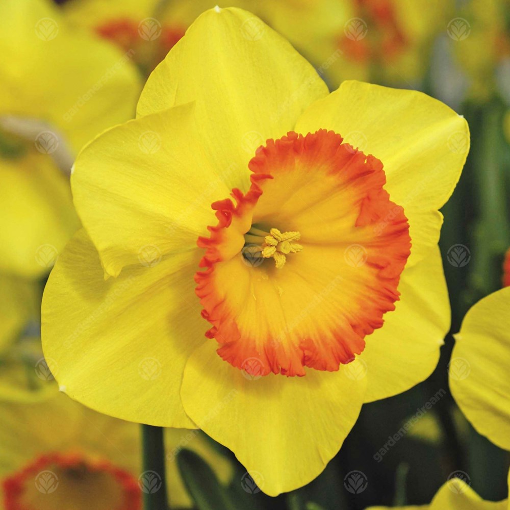 Daffodil Delibes -MASTER-