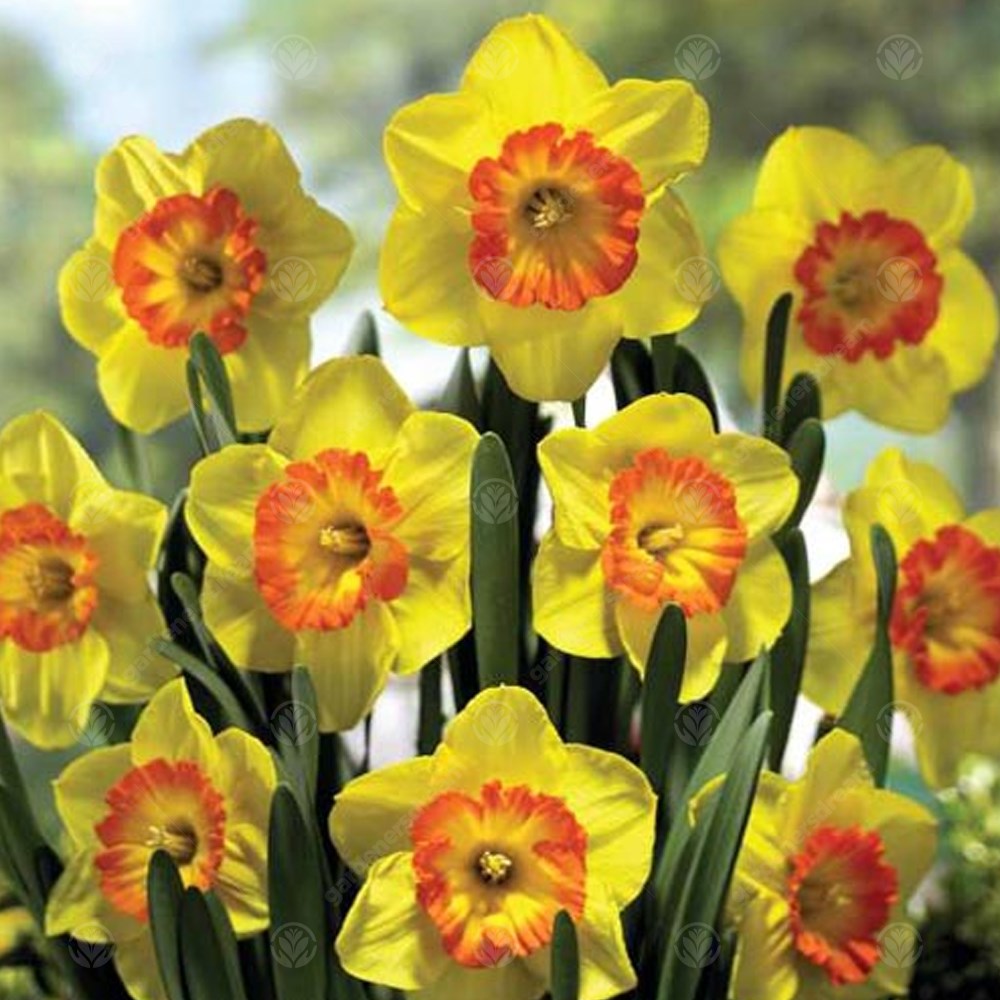 Daffodil Delibes -MASTER-