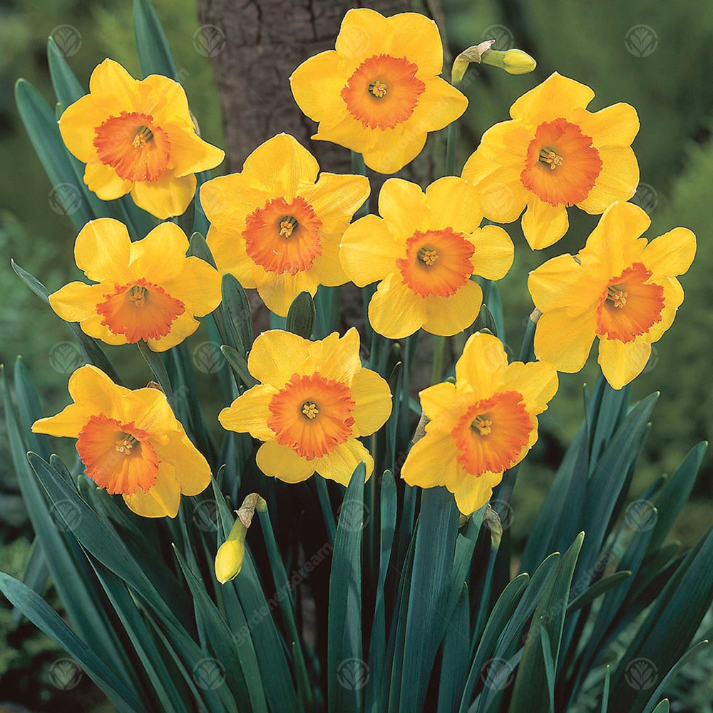 Daffodil Delibes -MASTER-