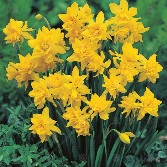 Narcissus Double Campernelle -MASTER-