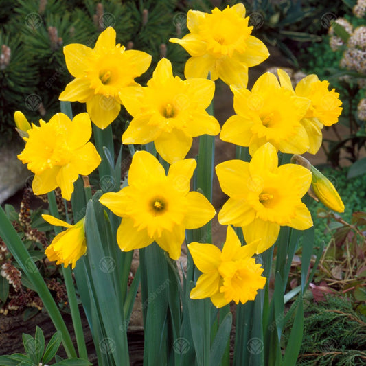 Daffodil Dutch Master -MASTER-