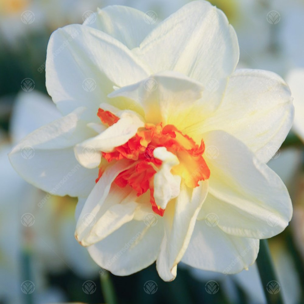 Daffodil Flower Drift -MASTER-