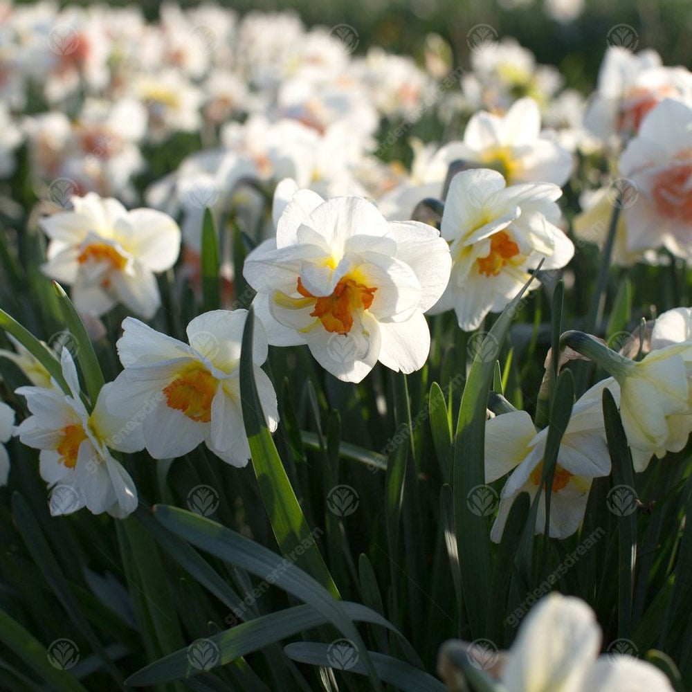 Daffodil Flower Drift -MASTER-