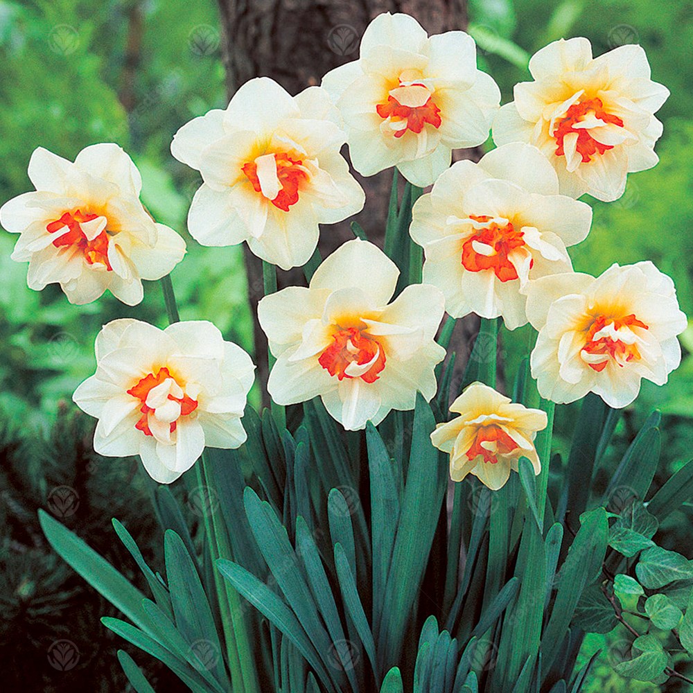 Daffodil Flower Drift -MASTER-