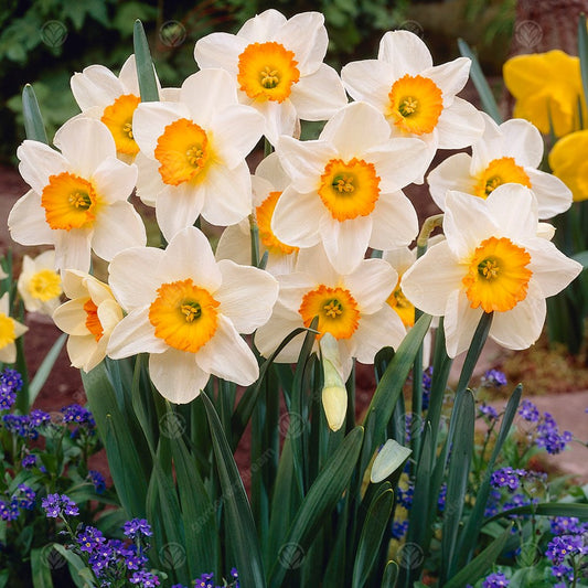 Daffodil Flower Record -MASTER-