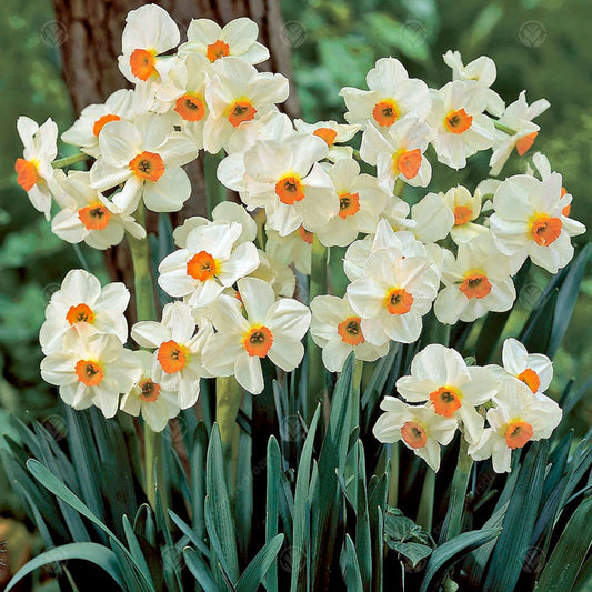 Daffodil Geranium -MASTER-