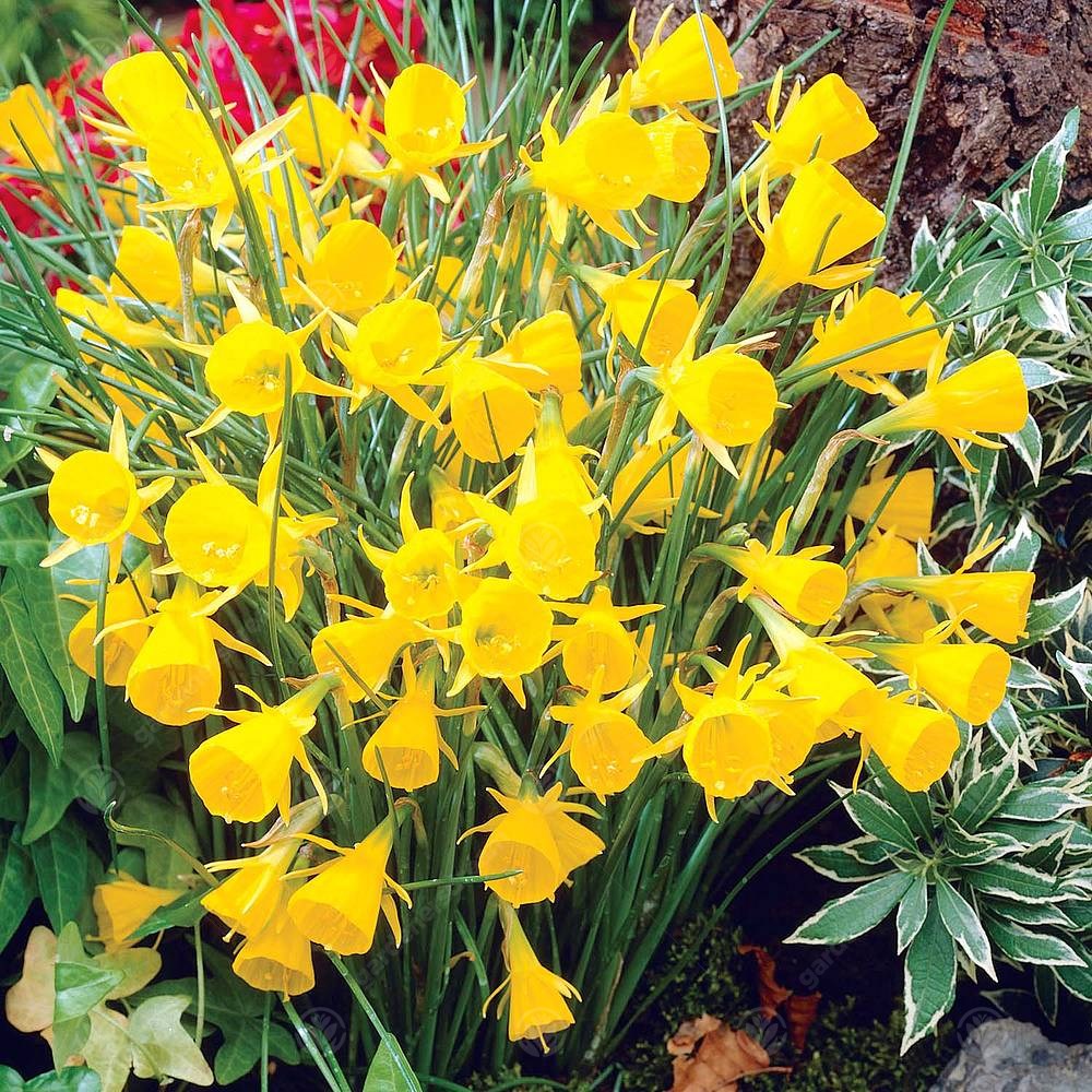 Narcissus Golden Bells -MASTER-