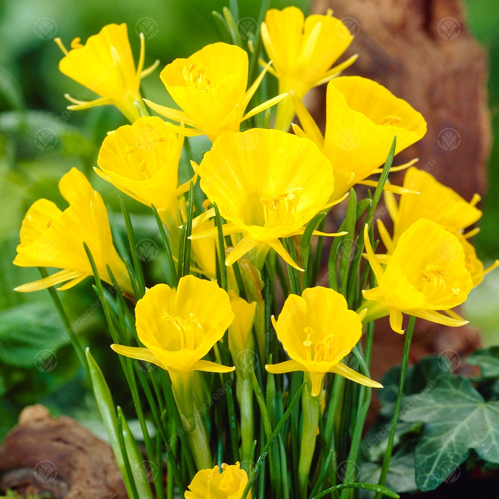 Narcissus Golden Bells -MASTER-