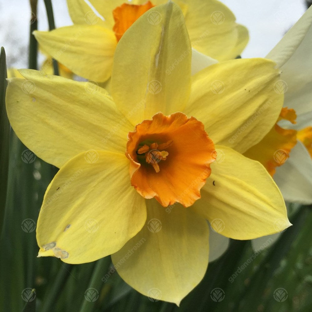 Daffodil Golden Dawn -MASTER-