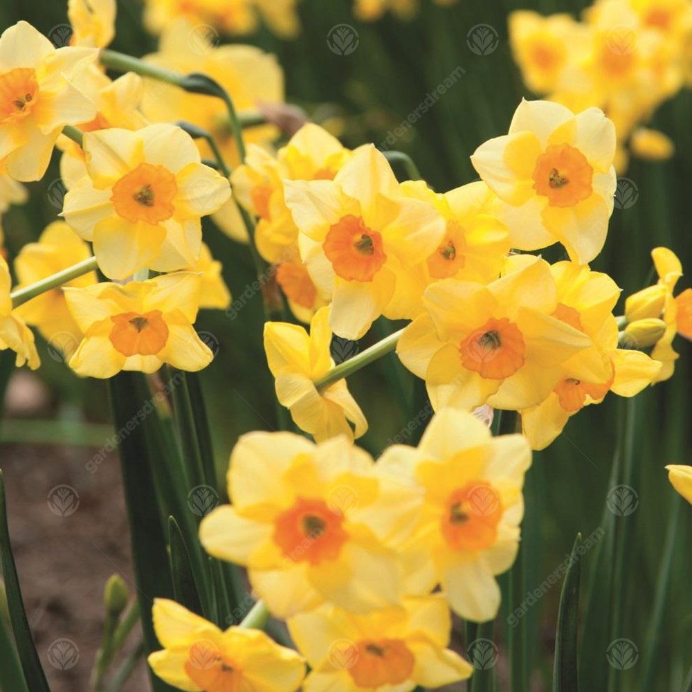 Daffodil Golden Dawn -MASTER-