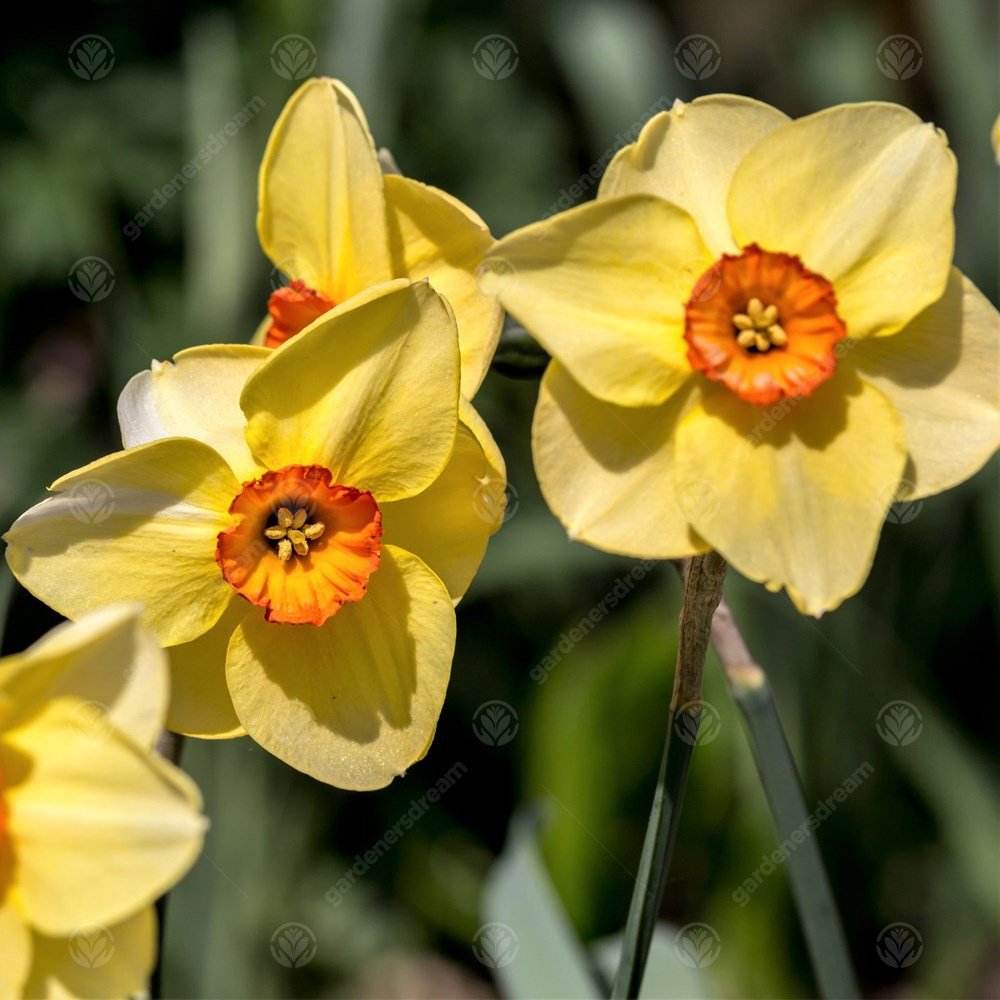 Daffodil Golden Dawn -MASTER-